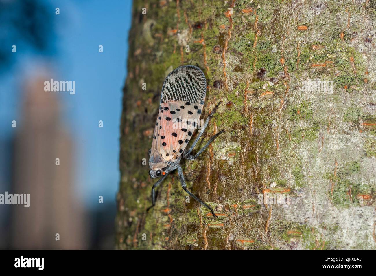 Spotted Lanternflies are seen in the Hudson Yards neighborhood in New York on Wednesday, August 24, 2022. (© Richard B. Levine) Stock Photo