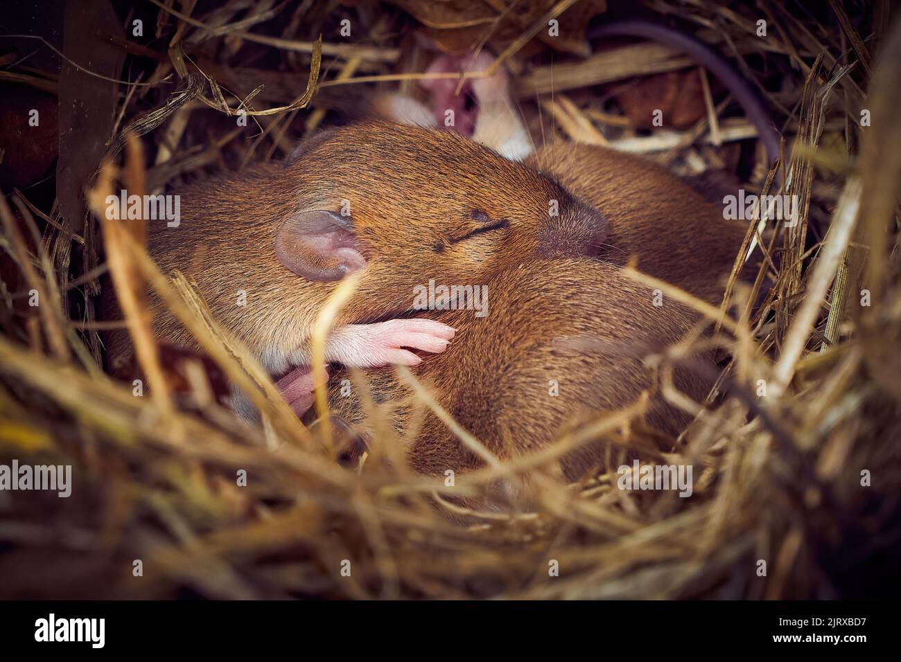 Baby mice sleeping in nest in funny position (Mus musculus Stock Photo