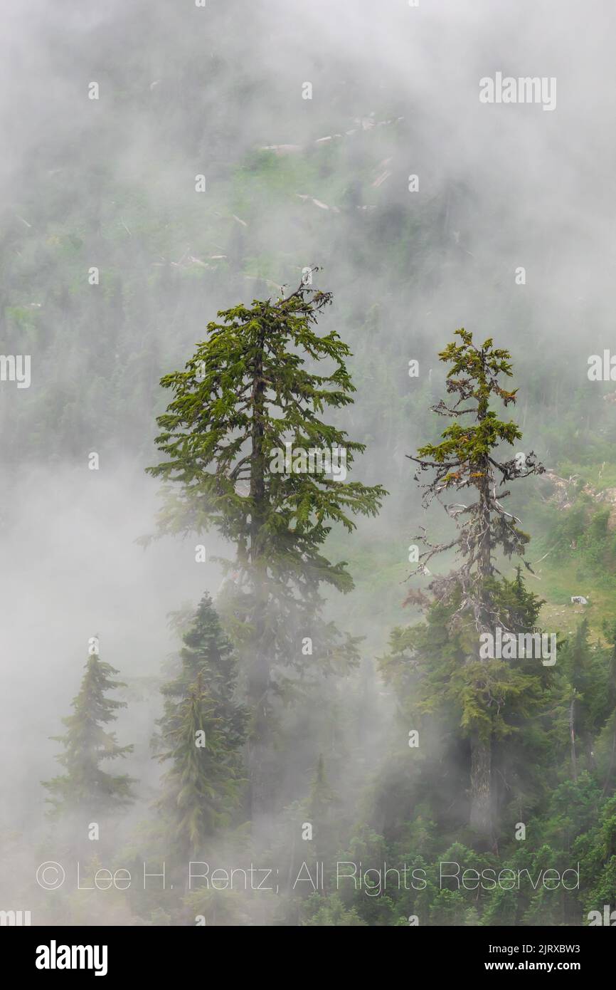 Low clouds and Mountain Hemlock trees viewed from Evergreen Mountain Lookout,, Cascade Range, Mt. Baker-Snoqualmie National Forest, Washington State, Stock Photo
