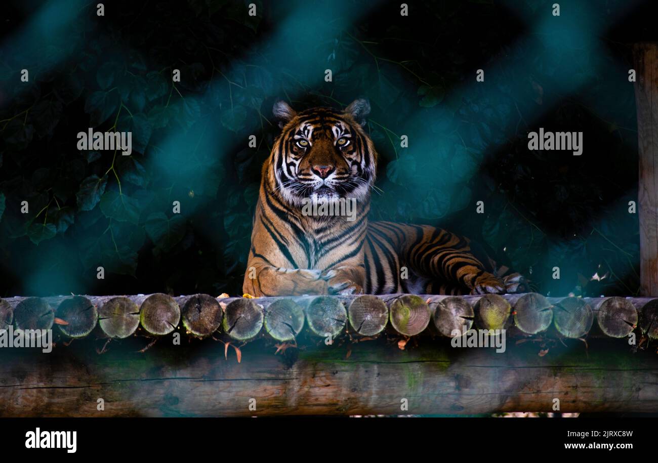 Bengal Tiger laying down in captivity looking starlight into camera watching and waiting Stock Photo