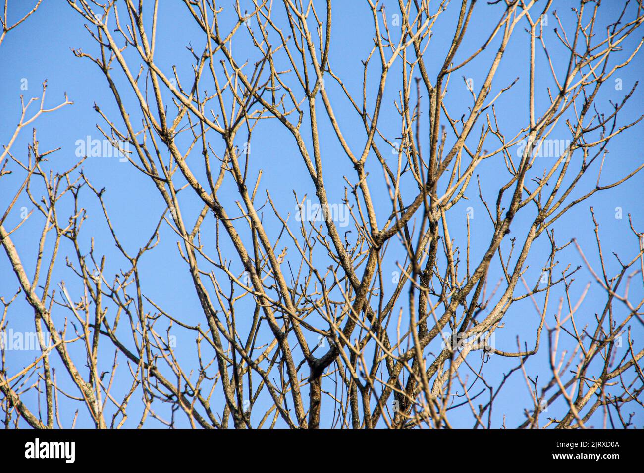 dry branches of a tree with blue sky background in rio de janeiro Stock ...