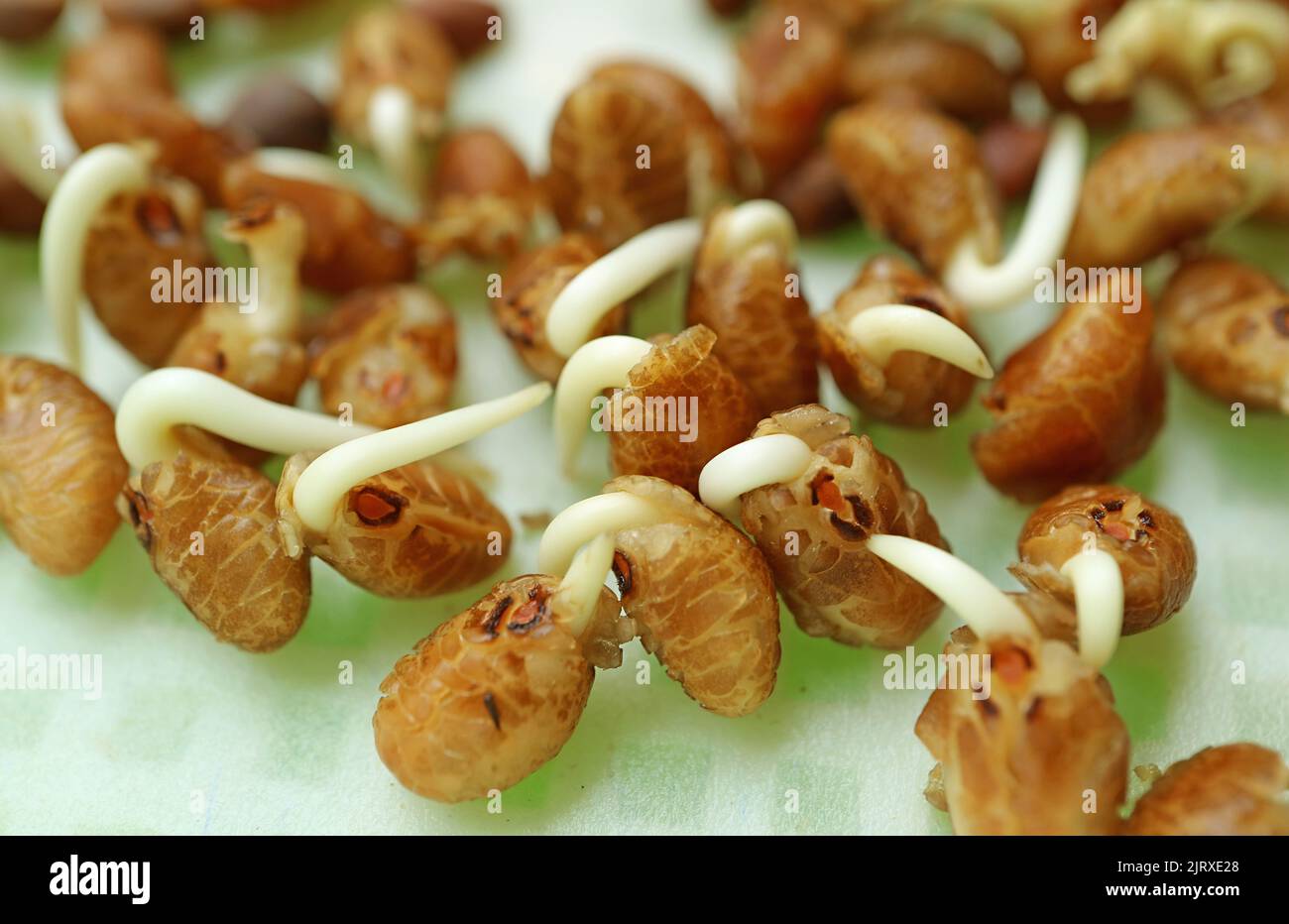 Water Spinach Seeds Germination in Hydroponic Microgreens Growing