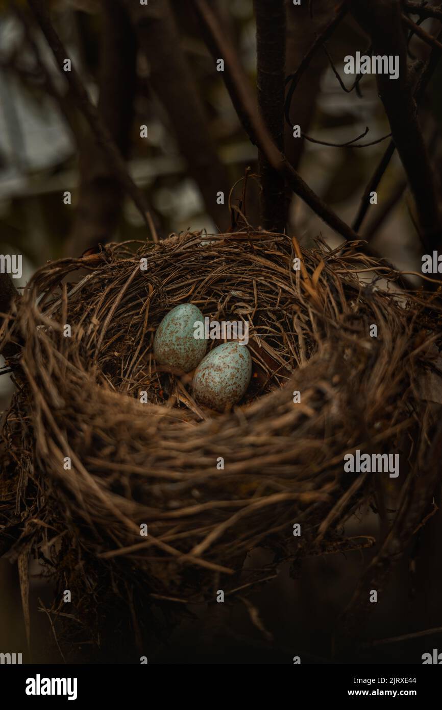 A closeup of bird eggs in a nest Stock Photo - Alamy
