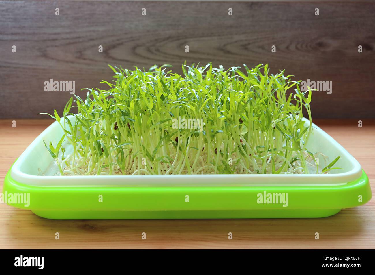 Time to Harvest Water Spinach Hydroponic Microgreens Stock Photo Alamy