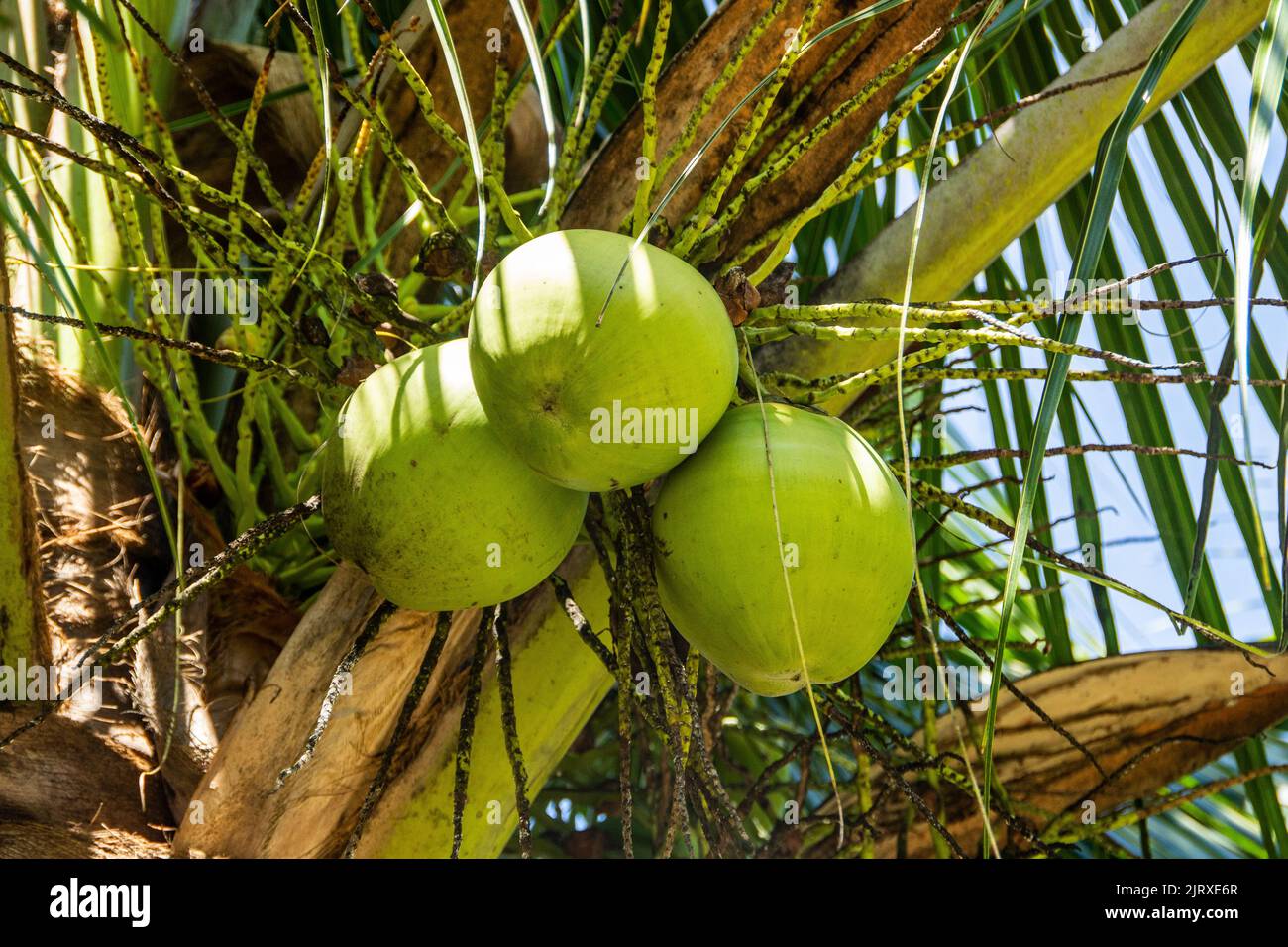 Green coconut in a coconut tree in Rio de Janeiro Brazil Stock Photo