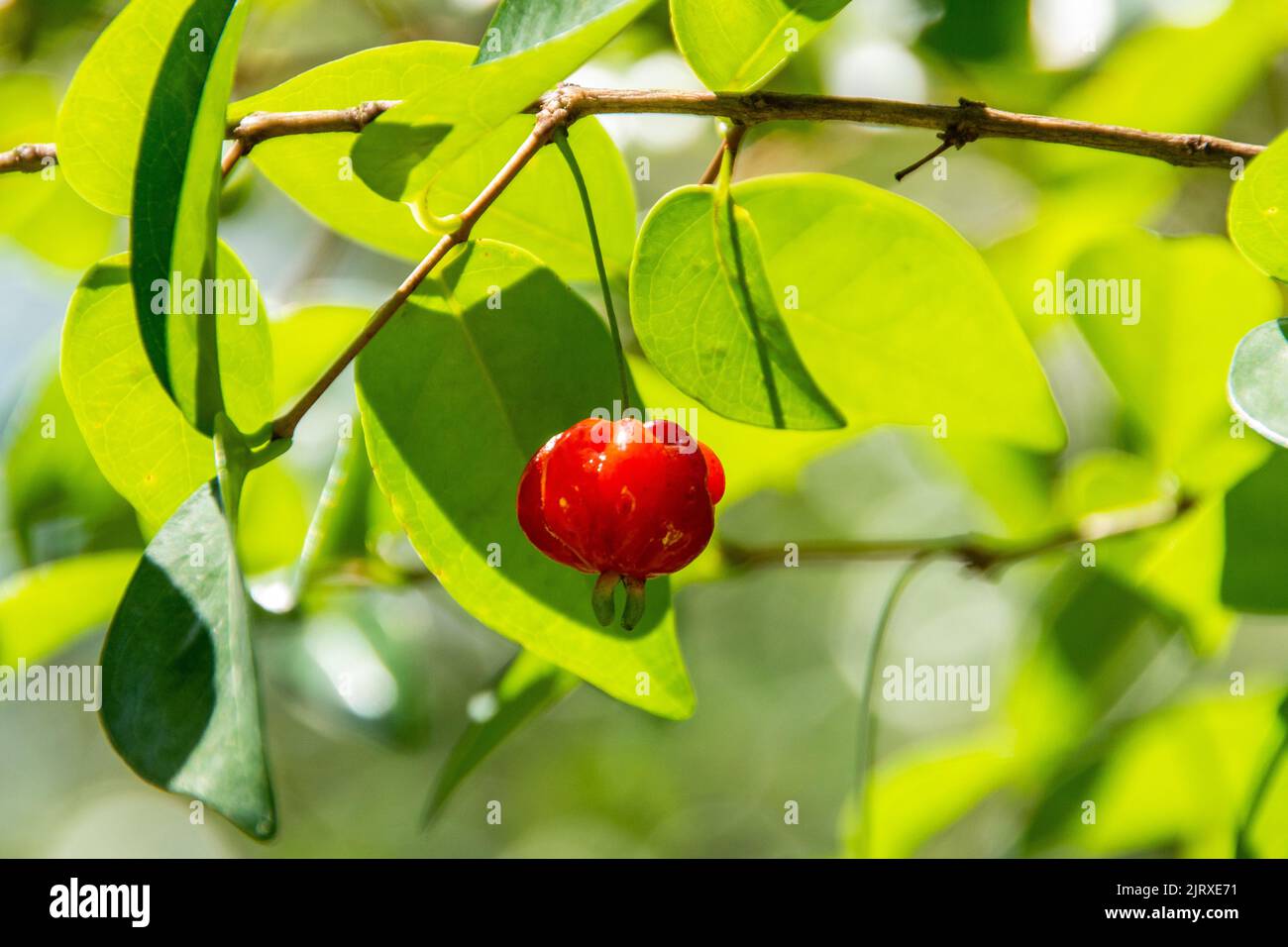 Pitanga is the fruit of pitangueira, dicotyledonous of the family of mirtaceae. It has the shape of globose fleshy balls, red, orange, yellow or black Stock Photo