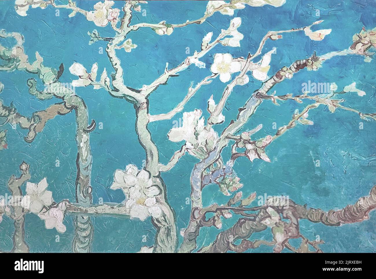 Almond blossom pattern on turquoise background Stock Photo