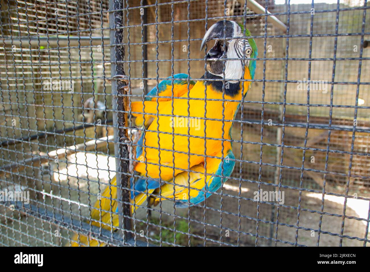 Blue Macaw trapped in a cage in Rio de Janeiro Brazil Stock Photo - Alamy