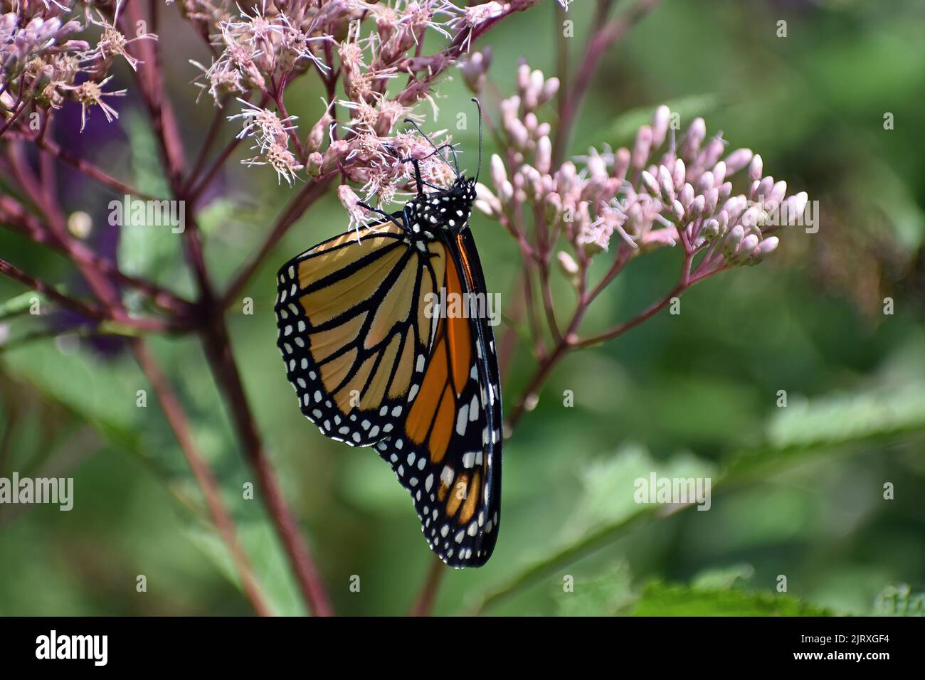 Monarch Butterfly (Danaus plexippus) feeding on Joe Pye Weed (Eutrochium purpureum) in mid summer in Michigan Stock Photo