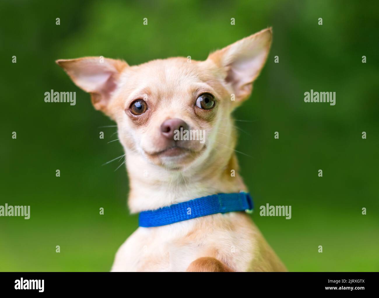 A cute fawn colored Chihuahua dog outdoors Stock Photo