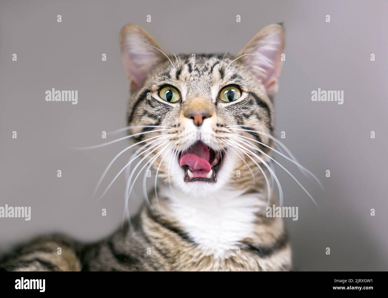 A brown tabby shorthair cat yawning with its mouth wide open Stock Photo