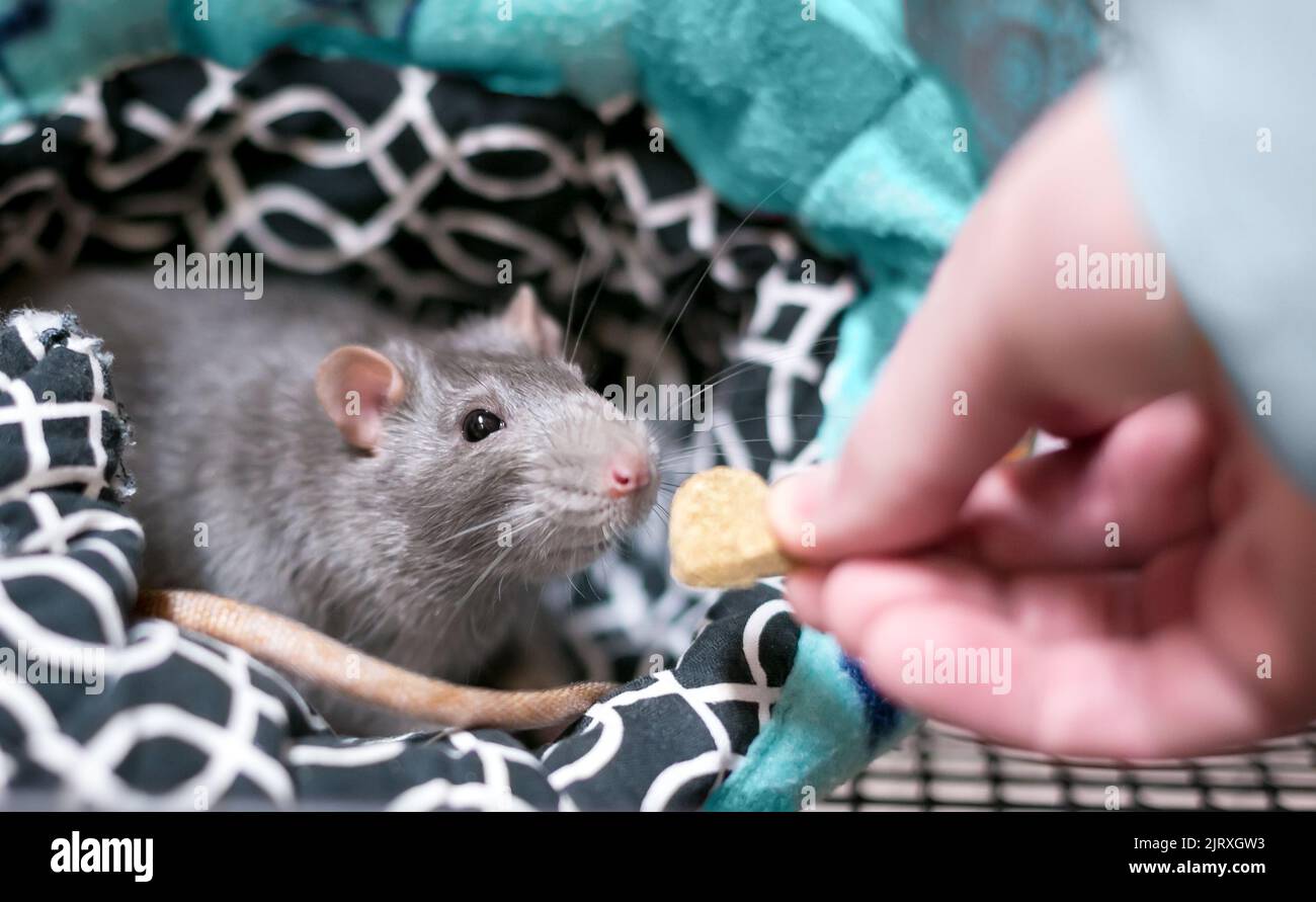 A person feeding a treat to a domestic pet rat in its cage Stock Photo