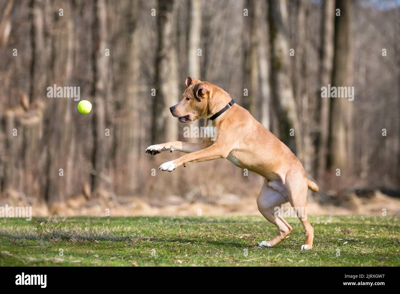 A Retriever mixed breed dog jumping up and playing with a ball in the air Stock Photo