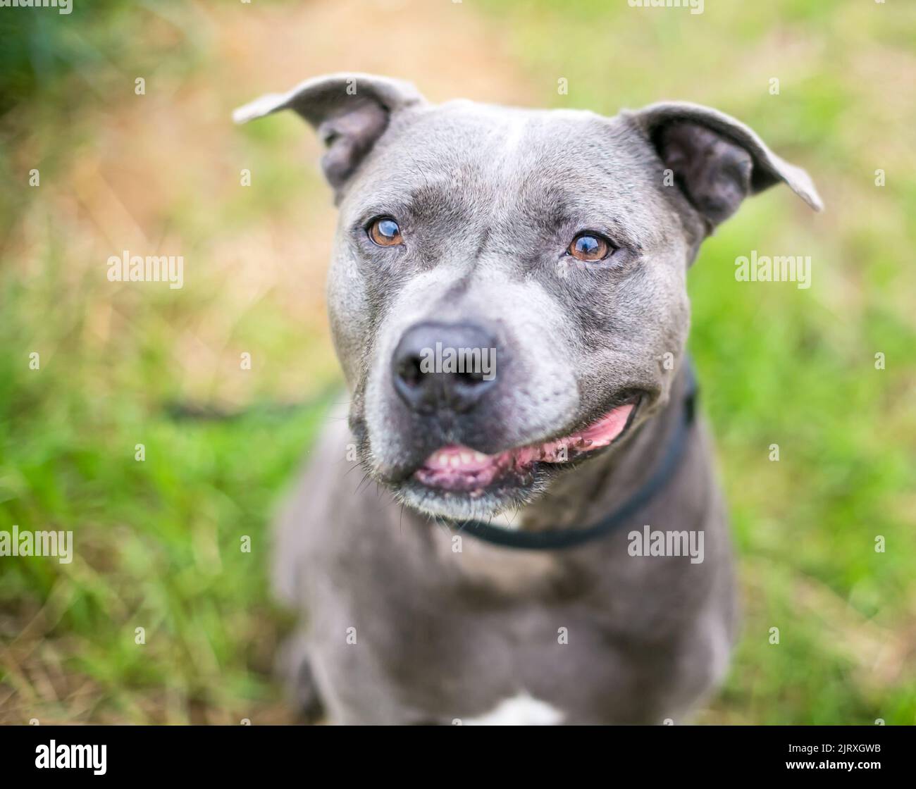 A gray Pit Bull Terrier mixed breed dog with its lip turned up on a ...