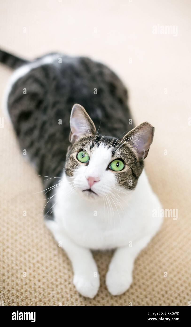 A shorthair cat with green eyes and its left ear tipped lying down in a relaxed pose Stock Photo