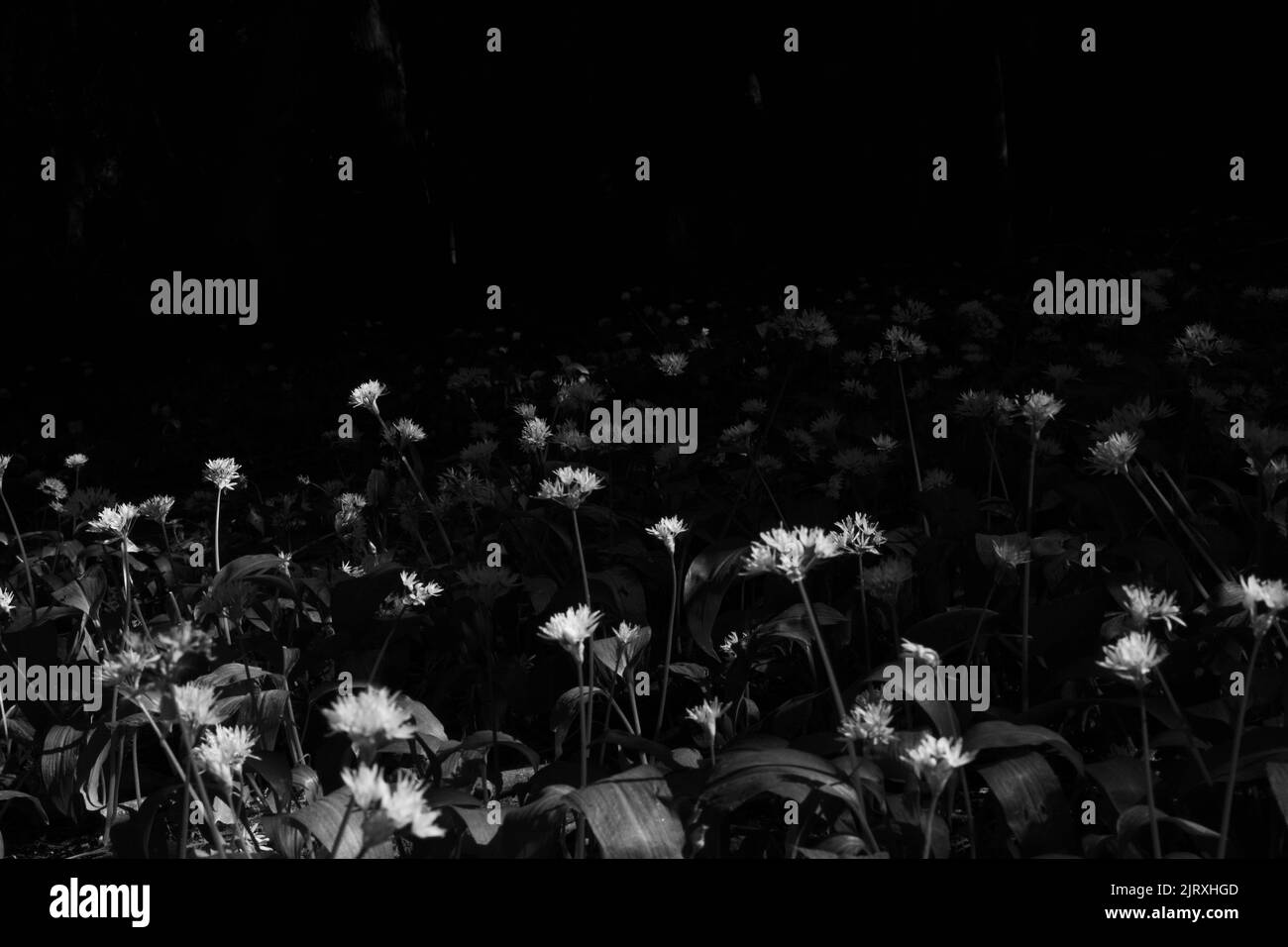 black and white photo of flowers, black background Stock Photo Alamy