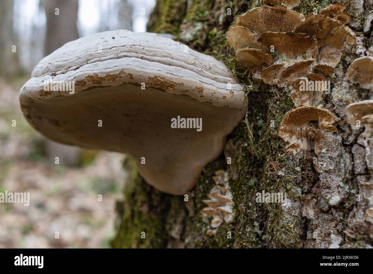 Large parasitic mushroom that grows on tree trunks. Tinder fungus, hoof fungus, tinder conk, tinder polypore or ice man fungus Stock Photo