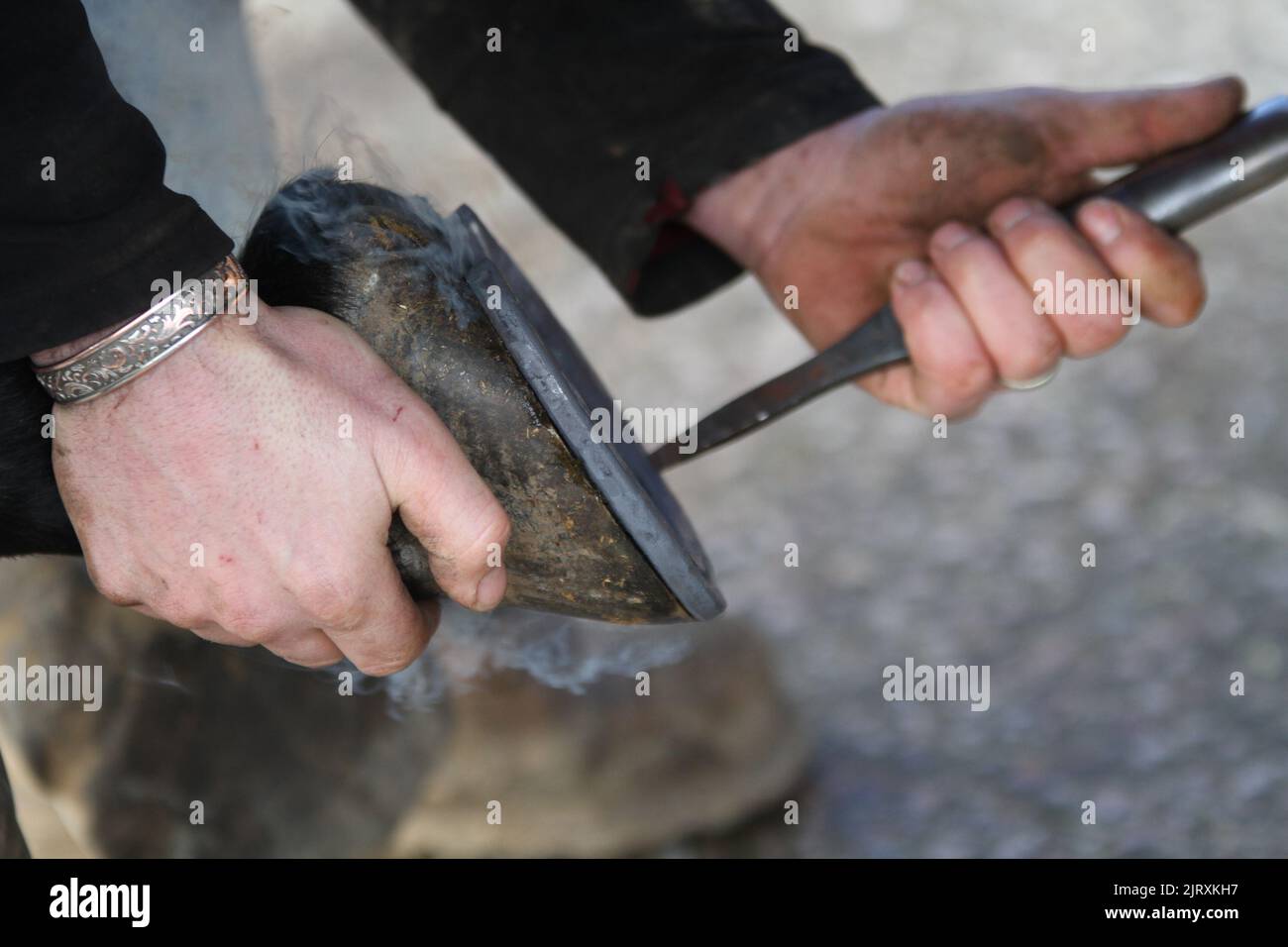 Farrier fitting a hot horseshoe to a horses hoof. Equestrian Stock