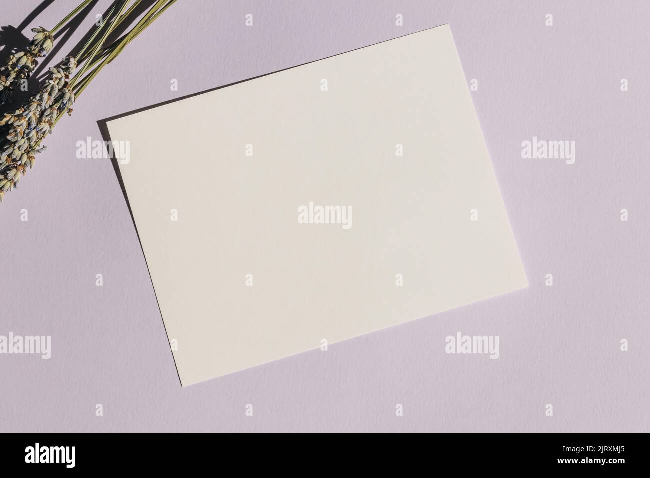 Blank paper card mock-up on pastel purple background with lavender ...
