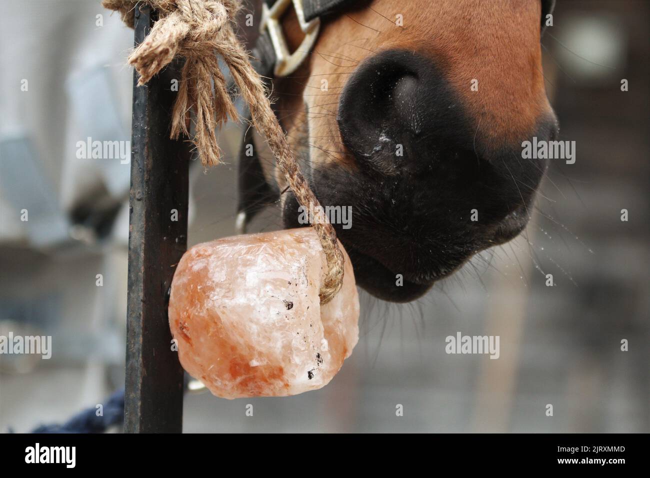 Horse licking salt lick. Equestrian Stock Photo Alamy