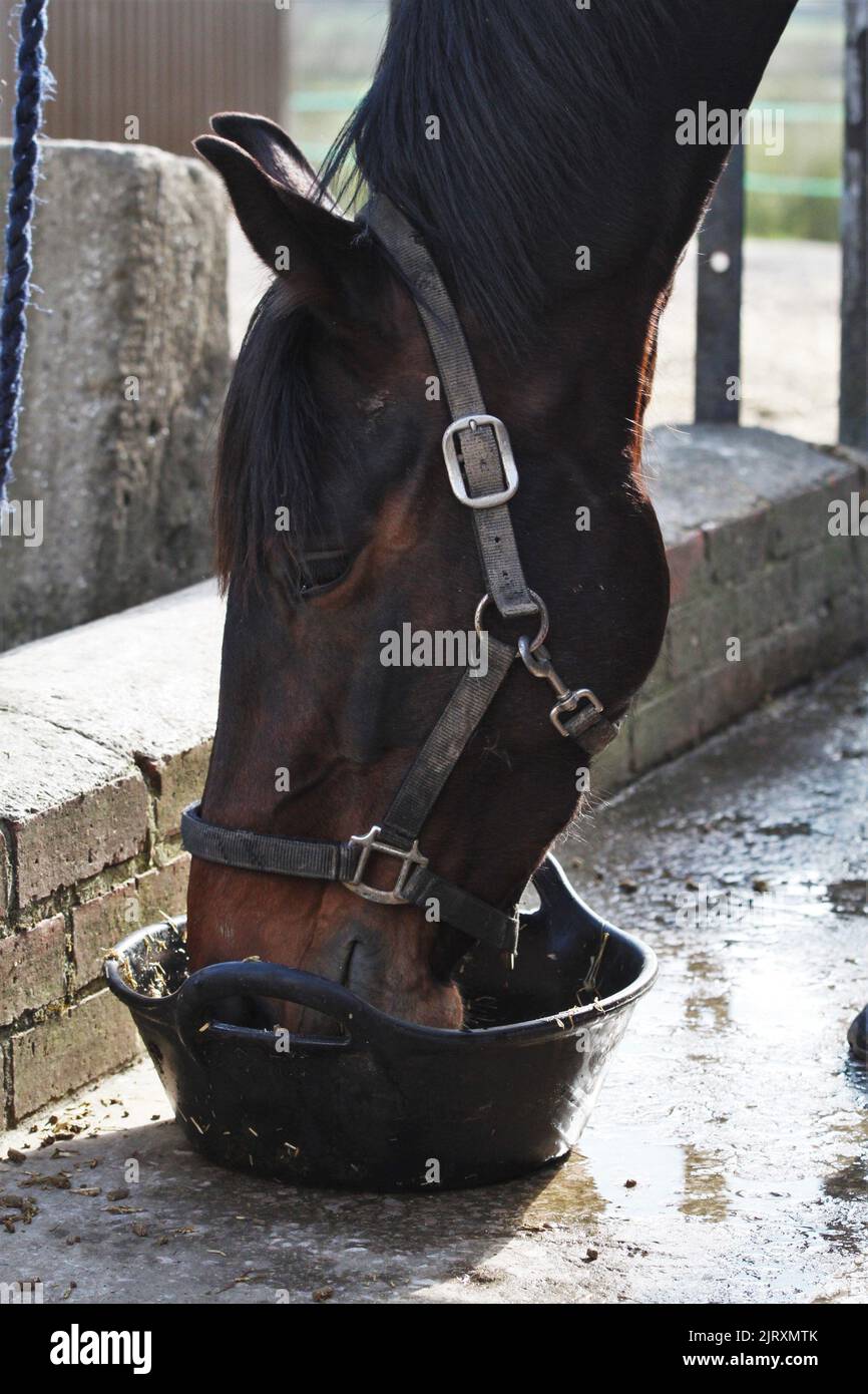 Horse feed bowl hires stock photography and images Alamy