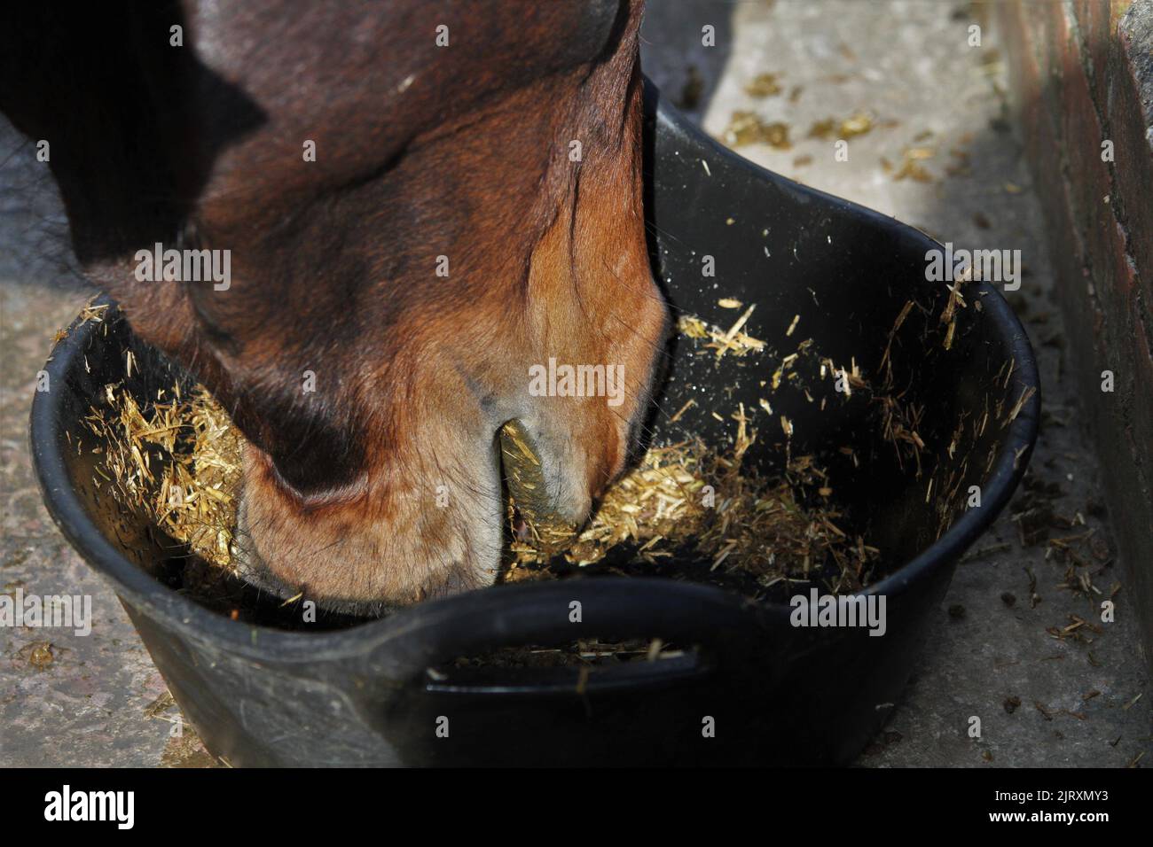 Horse feed bowl hires stock photography and images Alamy