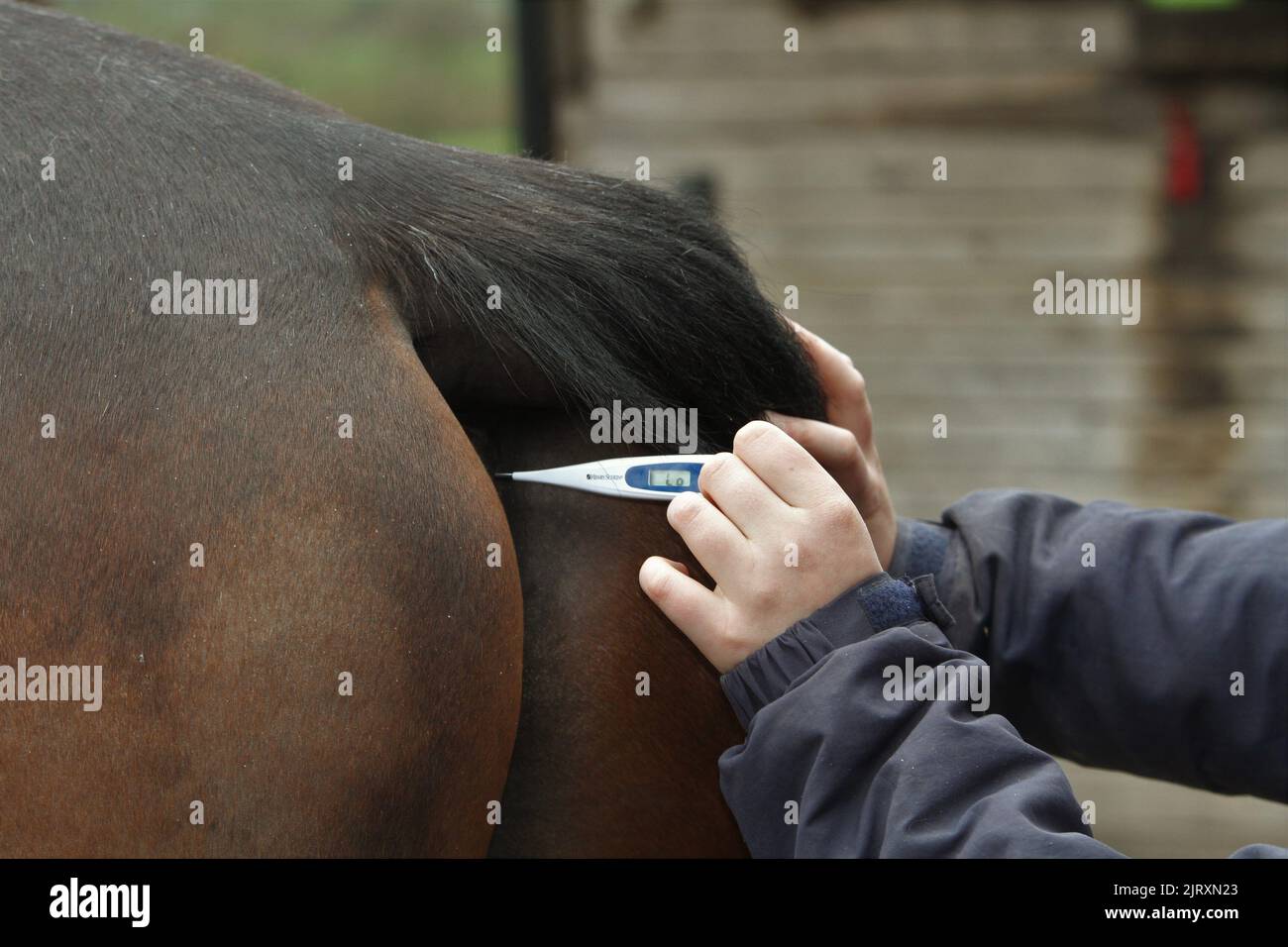 Horse having temperature taken. Equine care Stock Photo Alamy