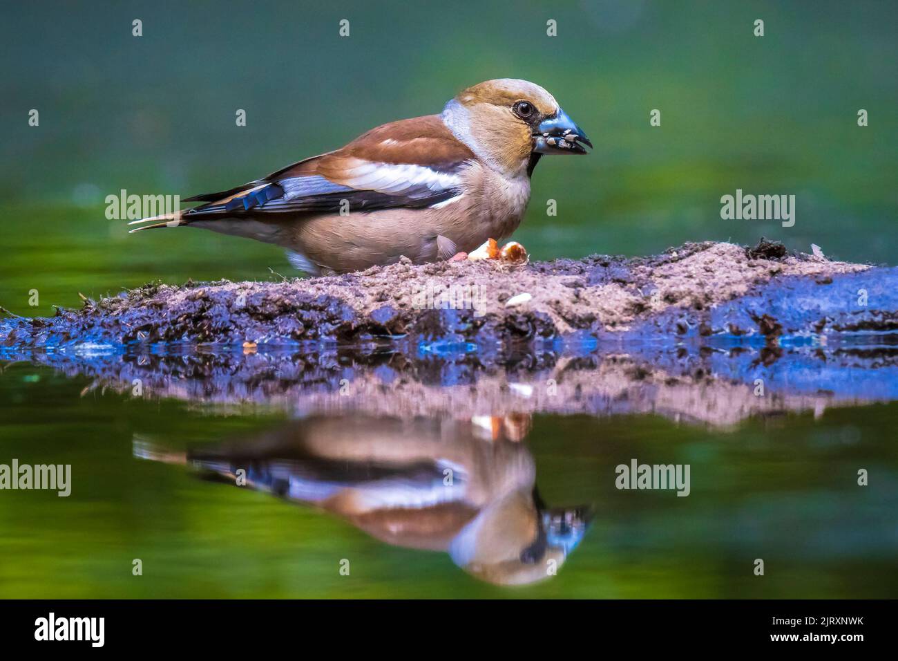 Closeup of a female hawfinch Coccothraustes coccothraustes bird perched in a forest. Selective focus and natural sunlight Stock Photo
