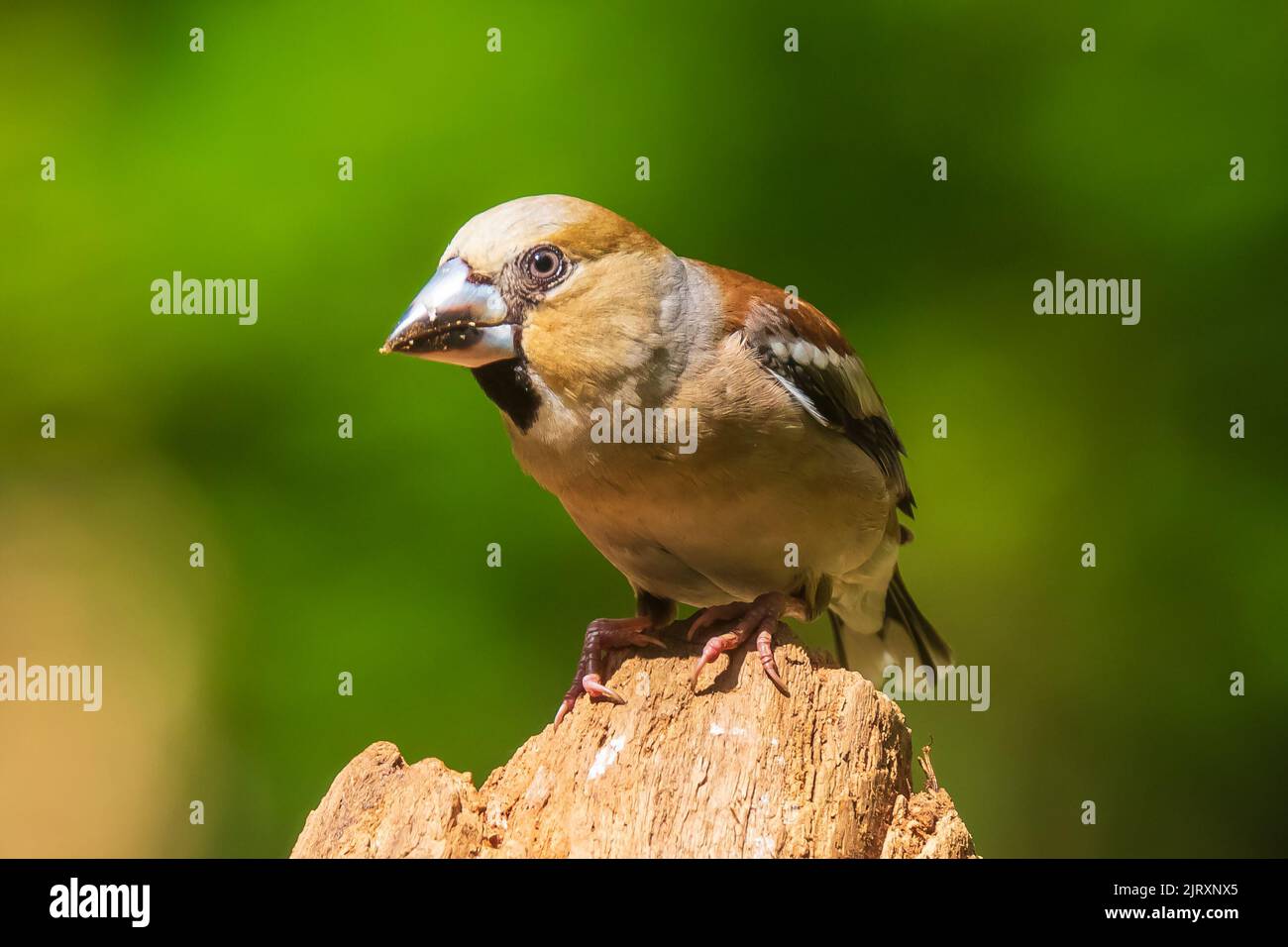 Closeup of a female hawfinch Coccothraustes coccothraustes bird perched in a forest. Selective focus and natural sunlight Stock Photo