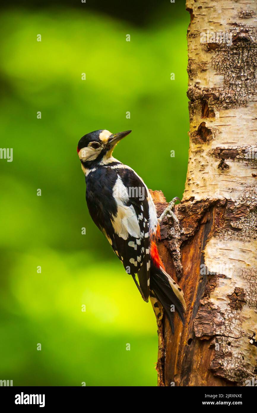 Closeup of a great spotted woodpecker bird, Dendrocopos major, perched on a tree in a forest Stock Photo