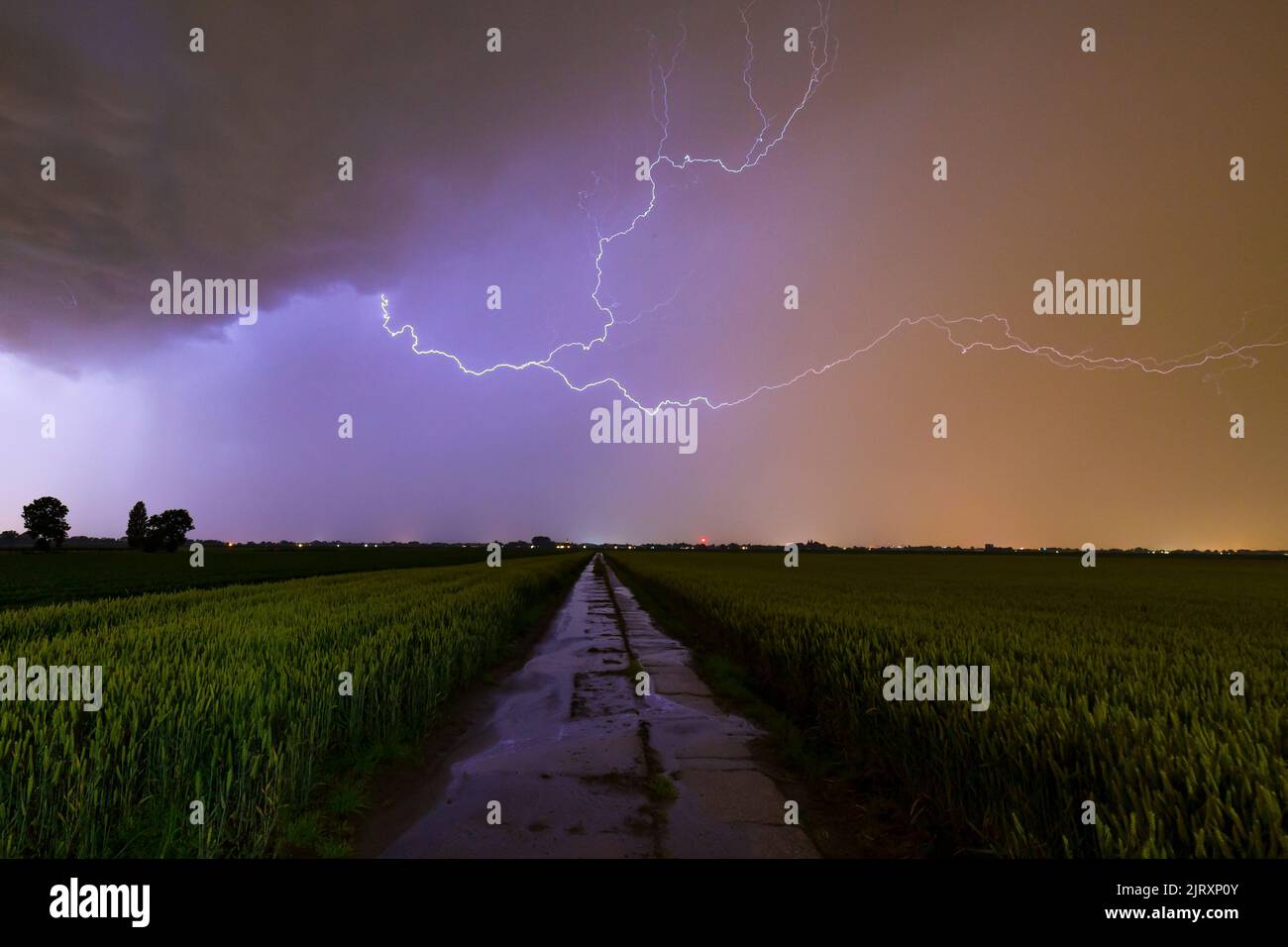 Lightning strikes close by causing a purple color in the clouded sky above farmland Stock Photo