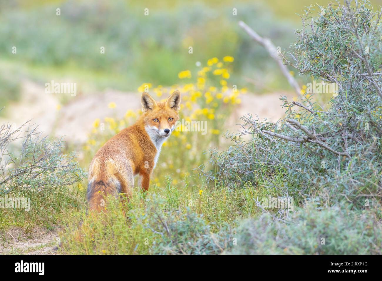 Young Wild red fox, vulpes vulpes, juvenile scavenging Stock Photo