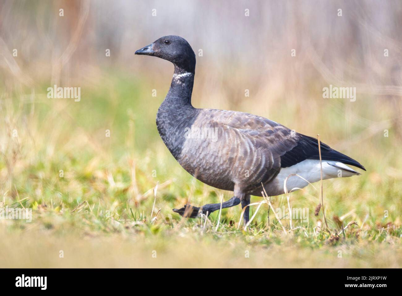 Brant or brent goose, Branta bernicla, foraging in a meadow. Low point of view. Stock Photo