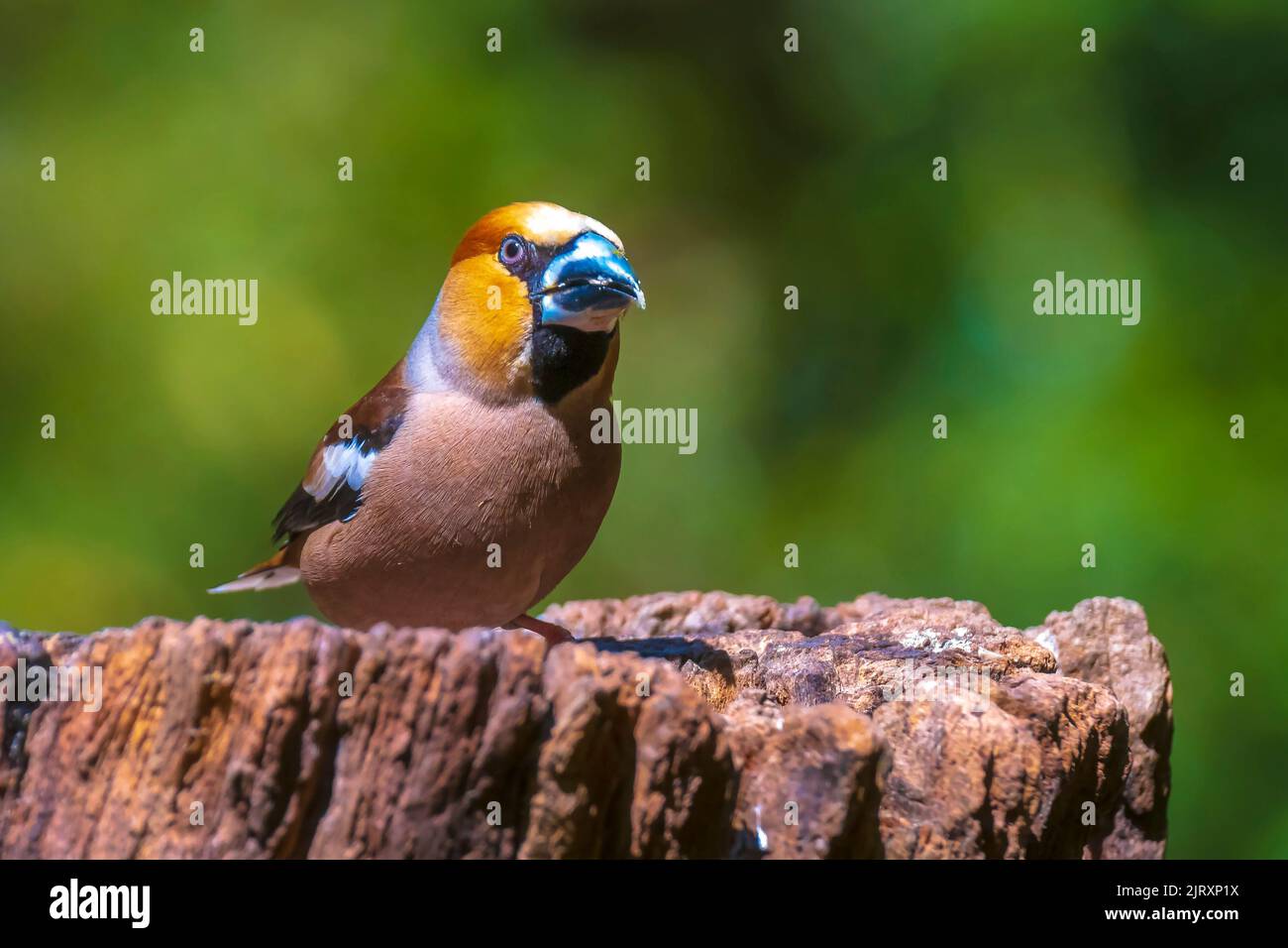 Closeup of a male hawfinch Coccothraustes coccothraustes bird perched in a forest. Selective focus and natural sunlight Stock Photo