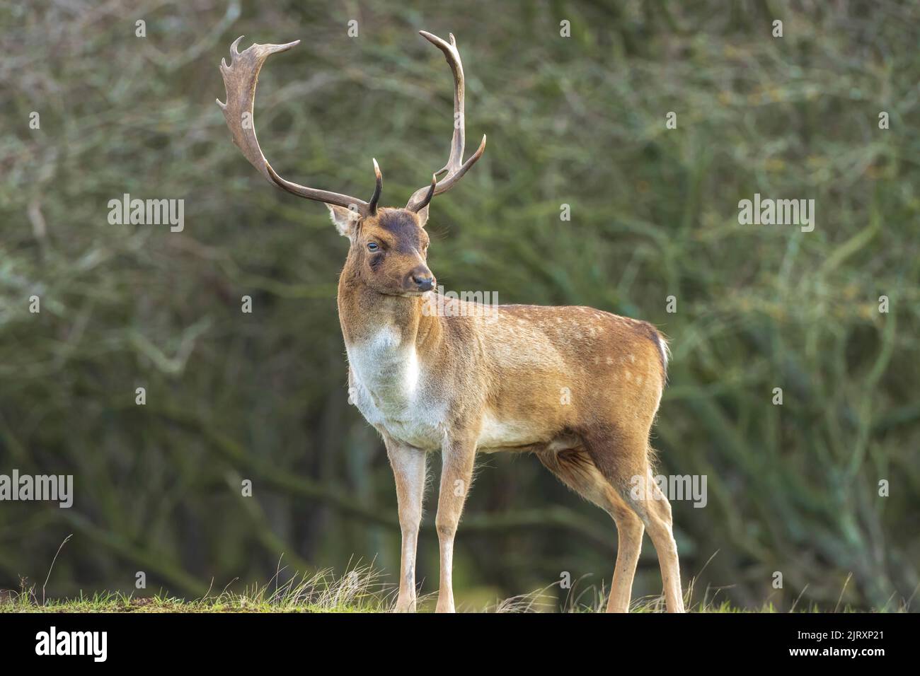 Fallow deer Dama Dama male stag during rutting season. The Autumn sunlight and nature colors are clearly visible on the background. Stock Photo