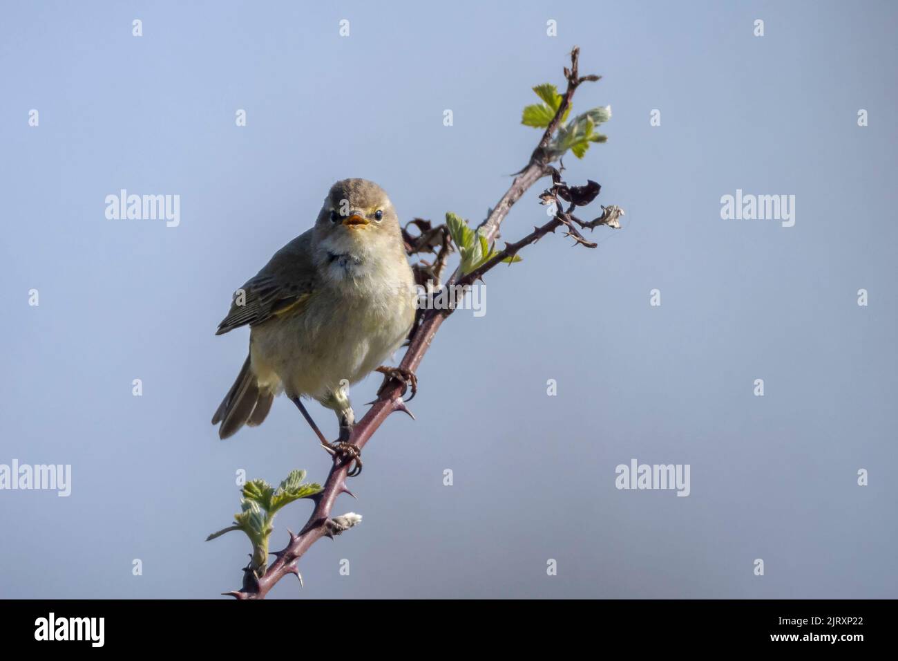 Close-up of a common chiffchaff bird Phylloscopus collybita, singing on a beautiful summer evening with soft backlight on a green vibrant background. Stock Photo