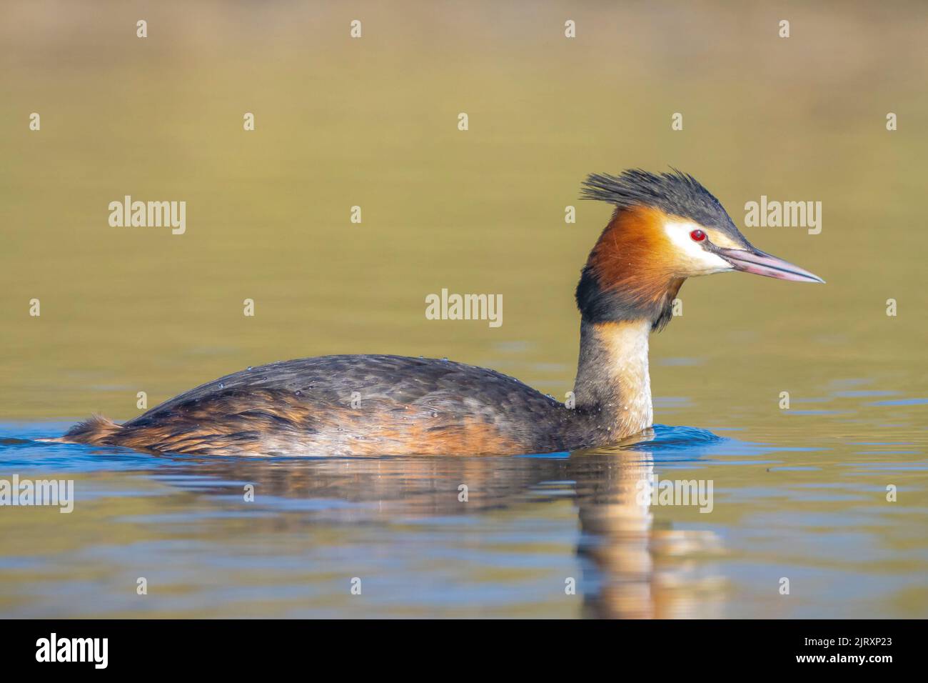 Two great crested grebes, Podiceps cristatus, mating in springtime season Stock Photo