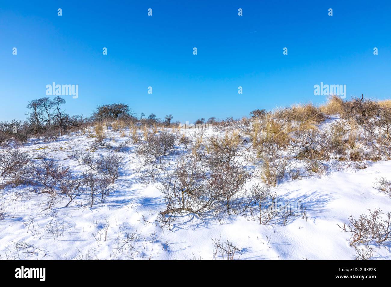 Snowy and ice winter landscape at the Amsterdamse Waterleidingduinen, clear blue sky. Stock Photo