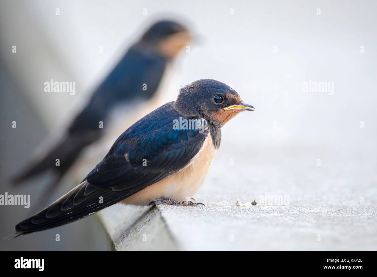 Barn Swallow, Hirundo rustica, chicks being fed.. A large group of these barn swallows foraging and hunts insects and taking their occasional rest on Stock Photo