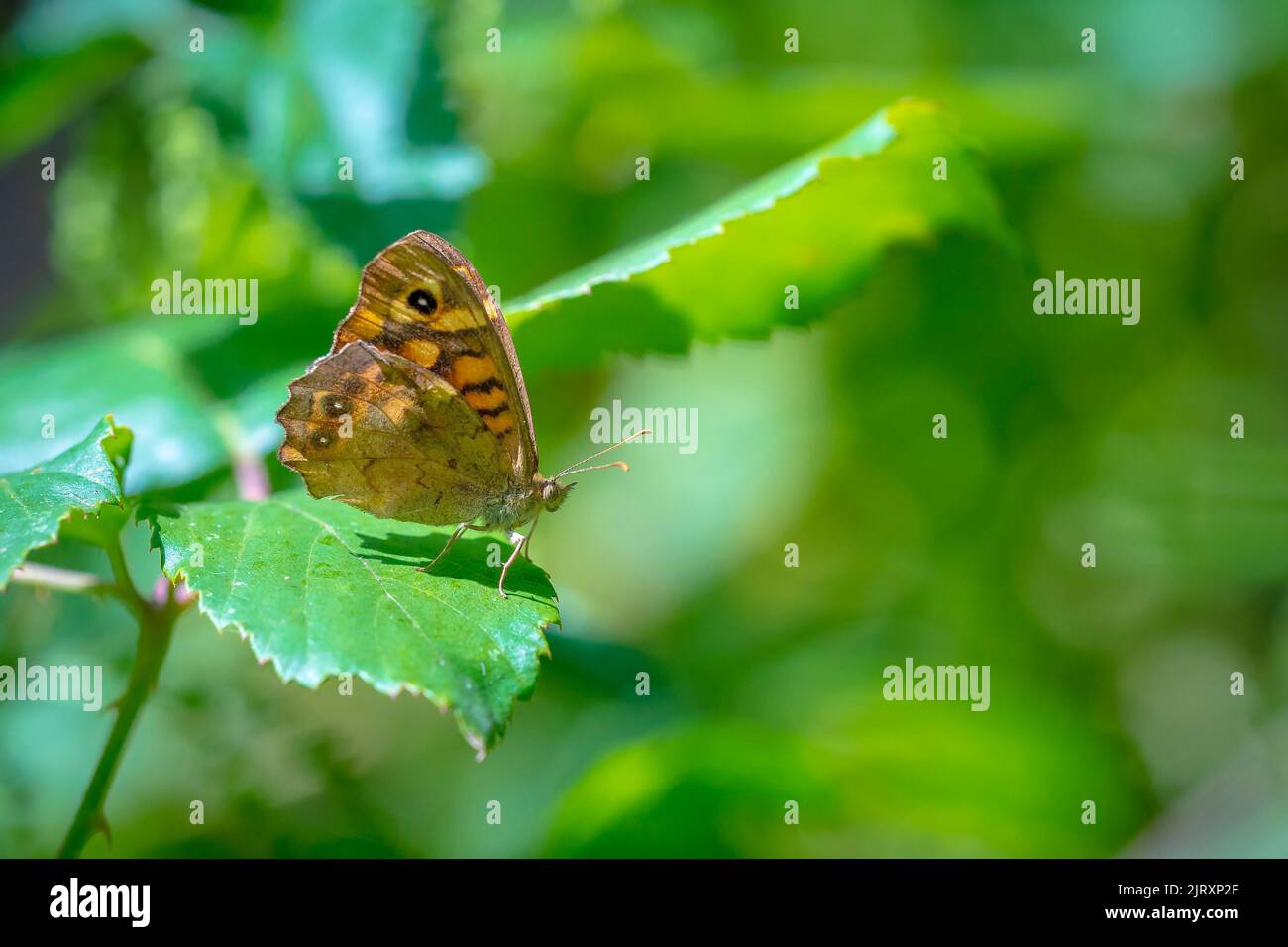 Side view of a speckled wood butterfly, Pararge aegeria. Resting on a leaf in a forest with open wings Stock Photo