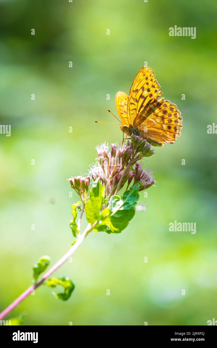 Closeup of a Silver-washed fritillary butterfly, Argynnis paphia, with spread wings feeding on thistle flowers. The patterns on the wings are clearly Stock Photo