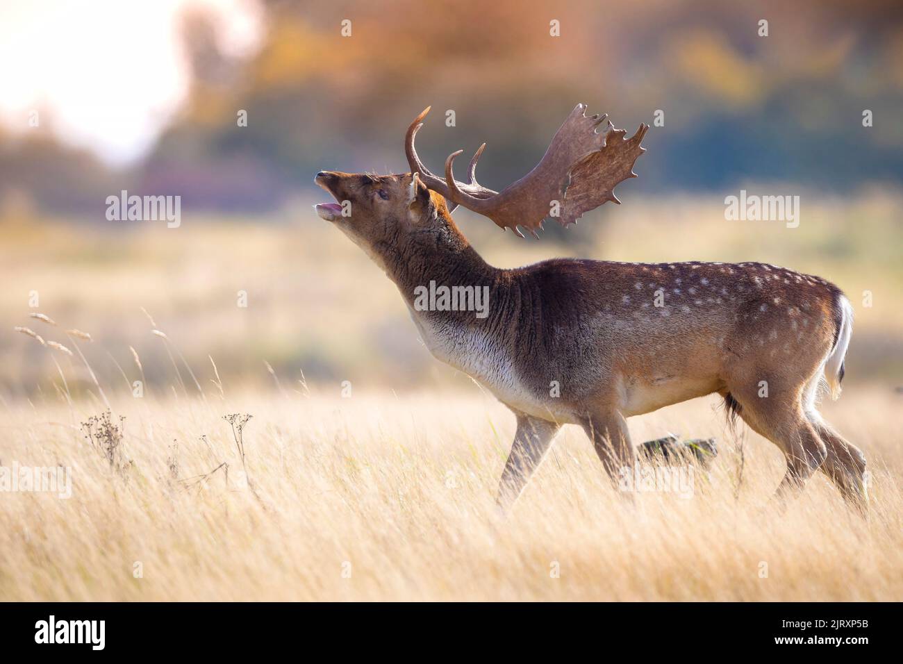 Fallow deer Dama Dama male stag with big antlers during rutting season. The Autumn sunlight and nature colors are clearly visible on the background. Stock Photo