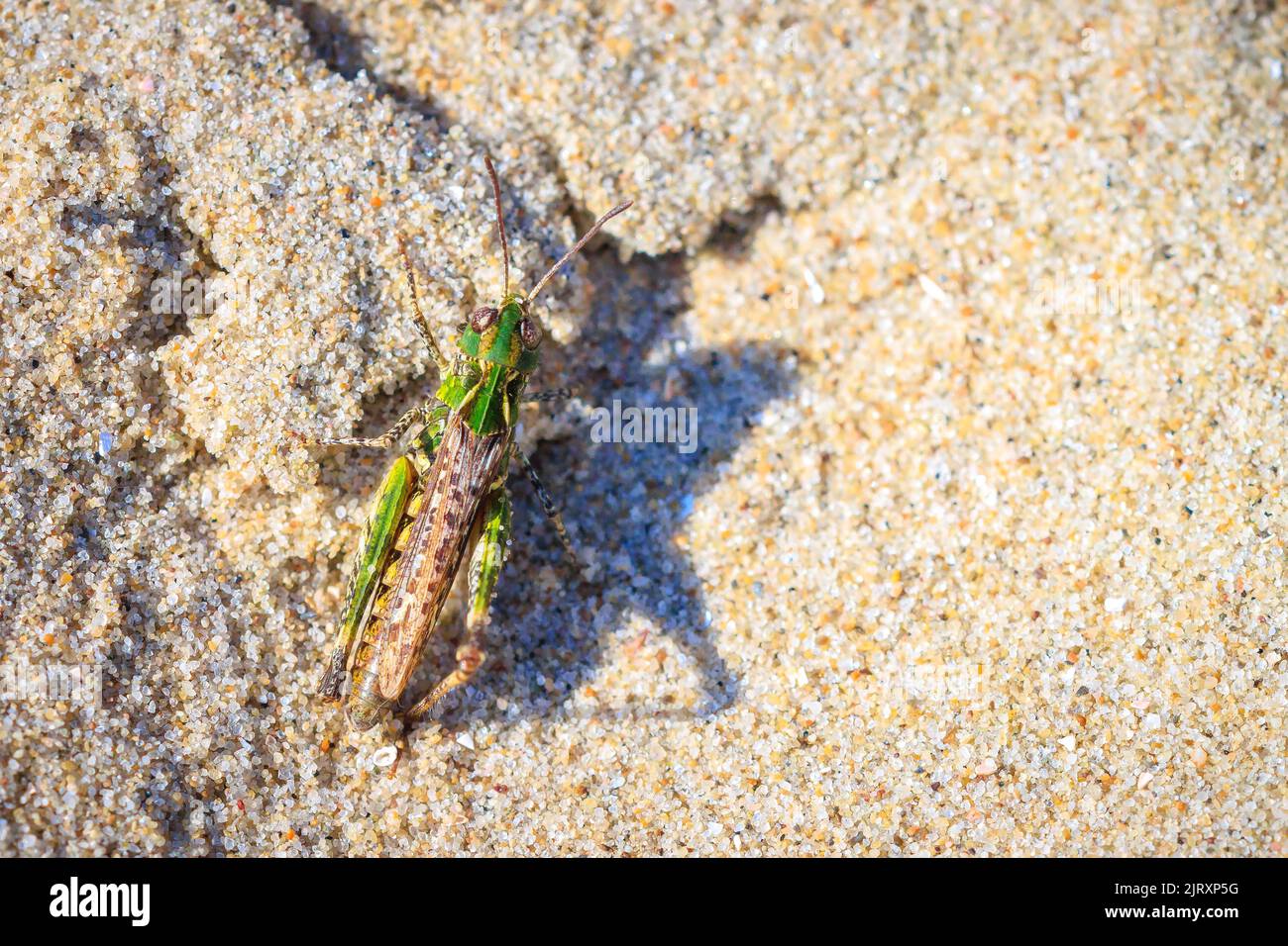 Closeup of a mottled grasshopper, Myrmeleotettix maculatus, resting on sand Stock Photo
