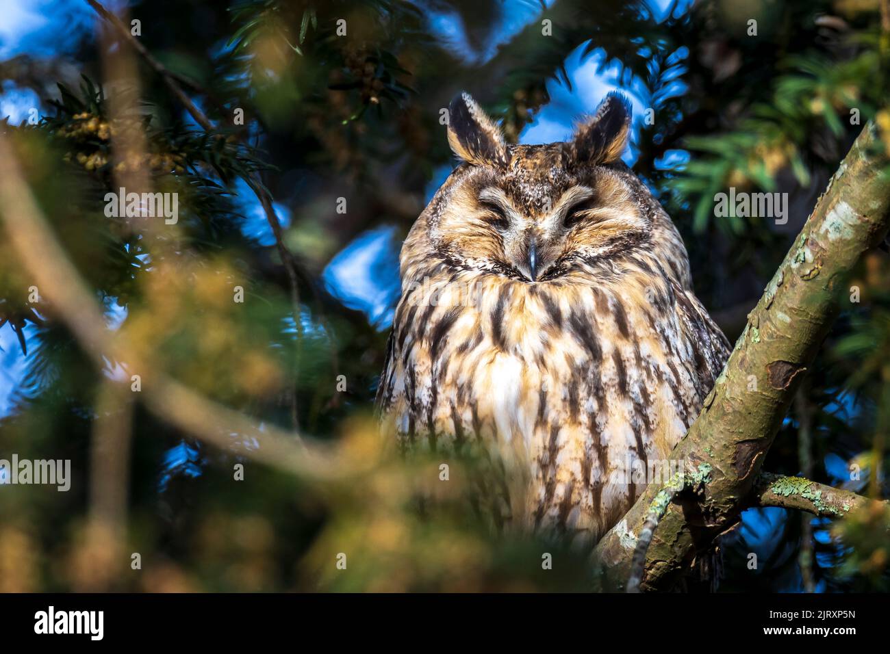 Long eared owl, Asio otus, bird of prey perched and resting in a tree in winter daytime colors facing camera. Stock Photo