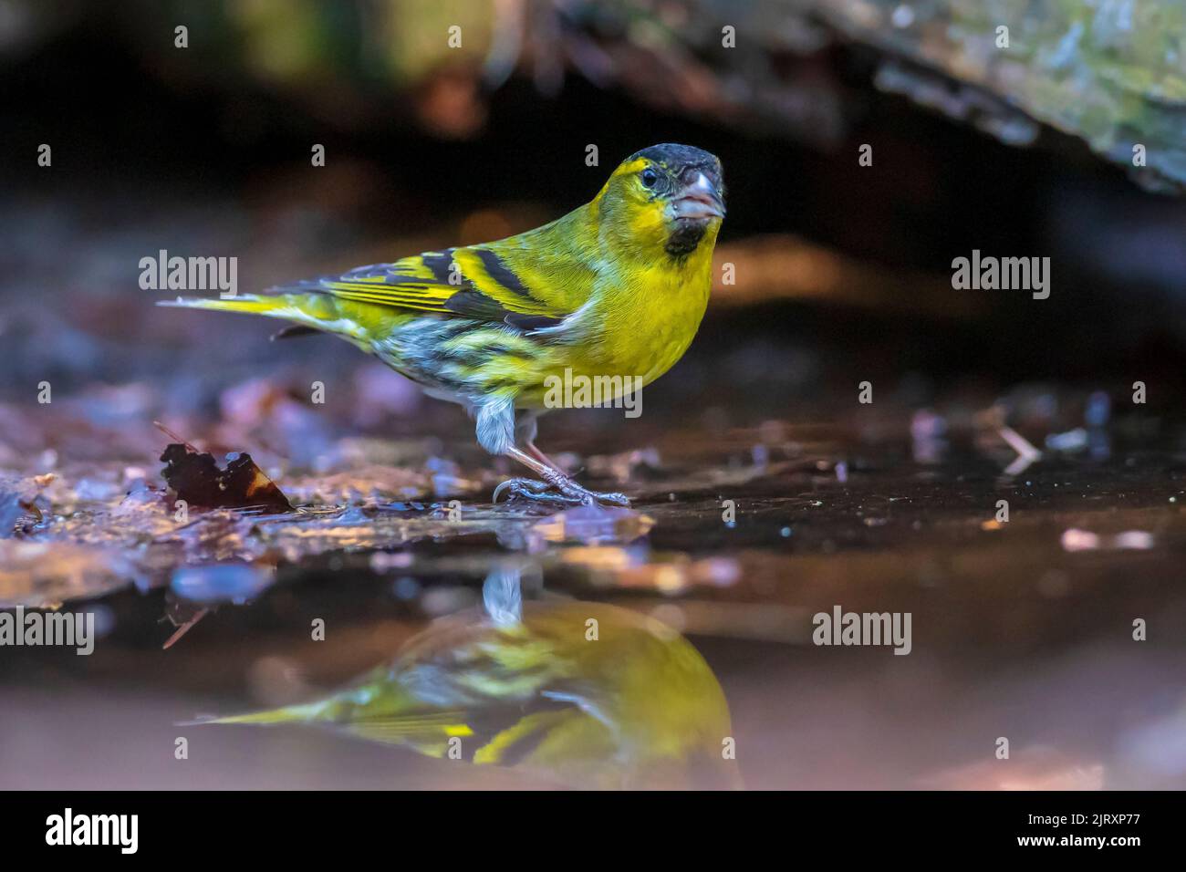 Eurasian siskin , Spinus spinus, perched on a branch of a tree in a dark forest. drinking from a small puddle of water Stock Photo