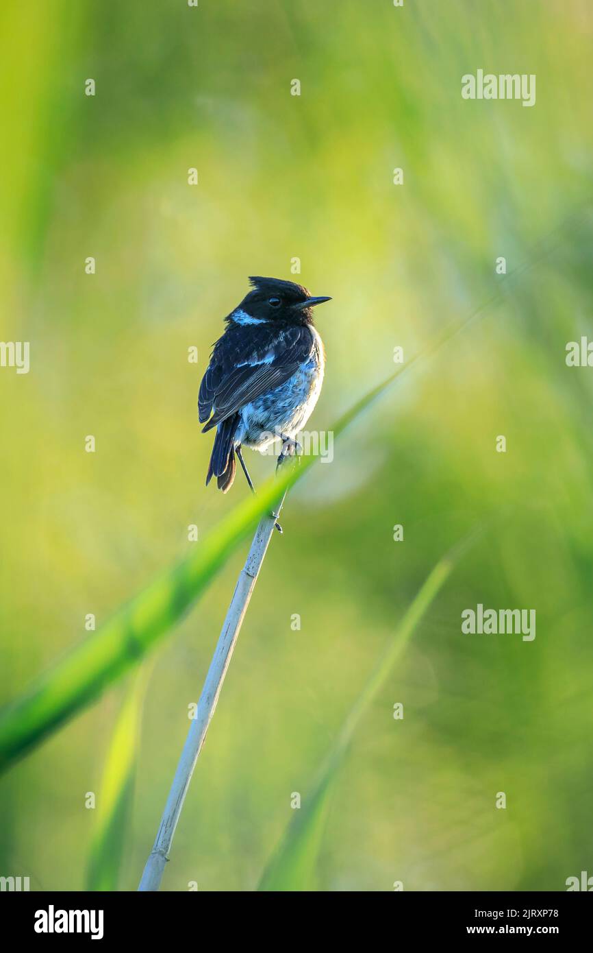 Stonechat, Saxicola rubicola, bird close-up singing in the morning sun Stock Photo
