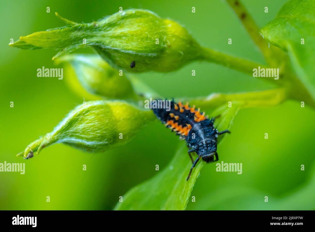 Ladybug insect larva or pupa Coccinellidae closeup. Pupal stage feeding on green vegetation closeup. Stock Photo