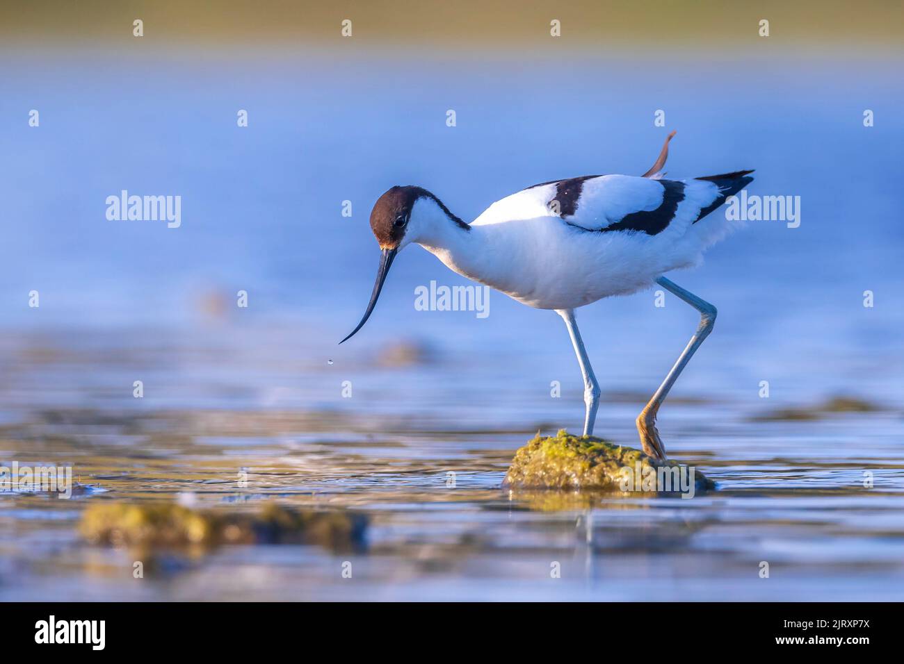 Pied Avocet, Recurvirostra avosetta; parent looking after chick foraging in water Stock Photo