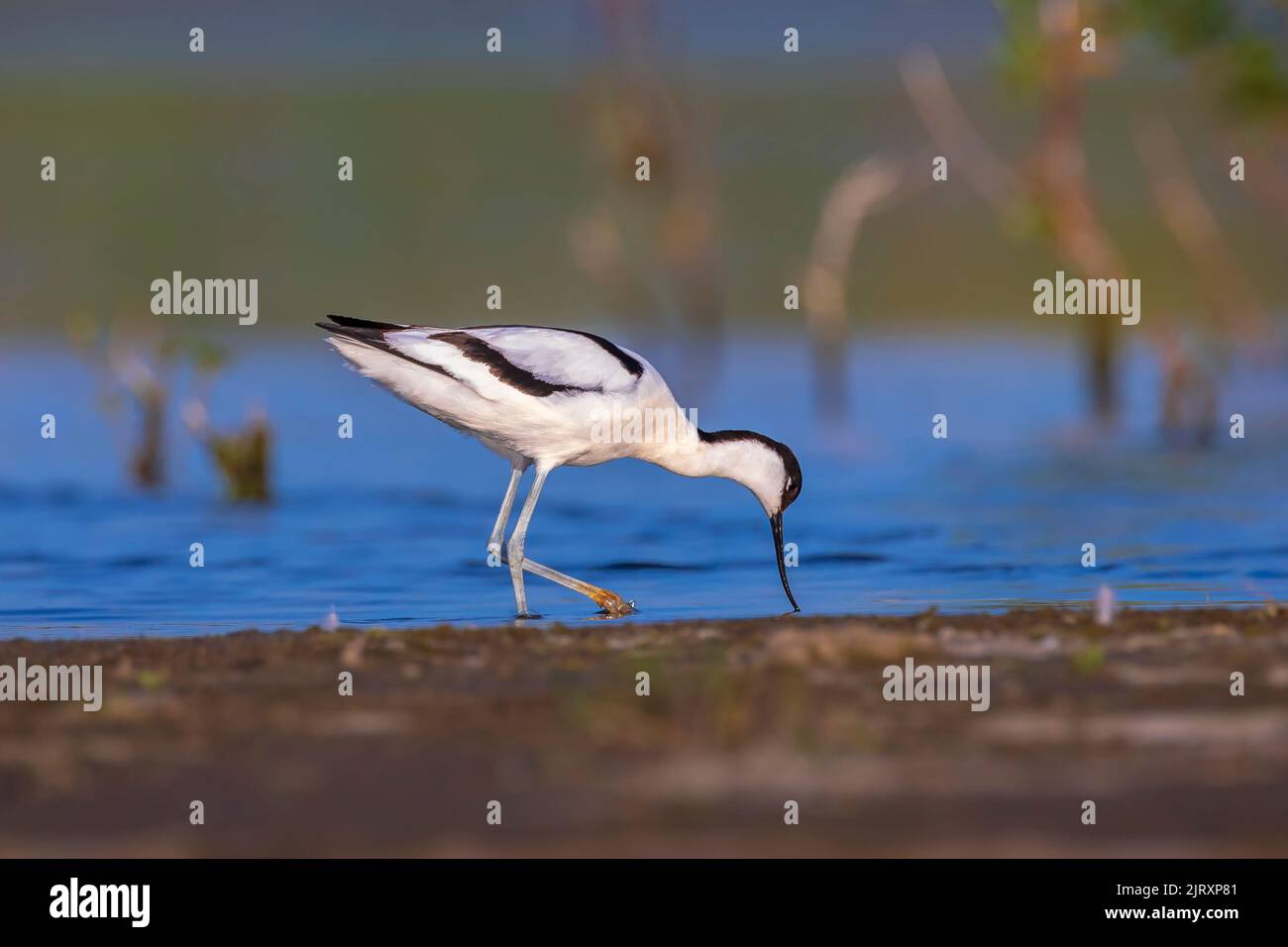 Pied Avocet, Recurvirostra avosetta; parent looking after chick foraging in water Stock Photo