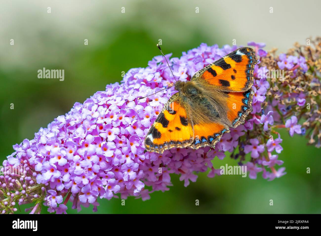 Close-up of the small tortoiseshell Aglais urticae butterfly side view. Isolated by nature Stock Photo